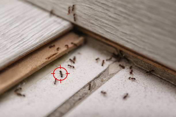 Best Pest Control Near Me  in Seaside, CA