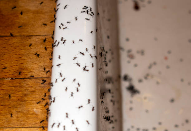 Professional Pest Control in Seaside, CA