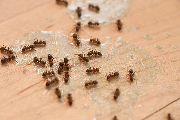 Best Local Pest Control Services  in Seaside, CA